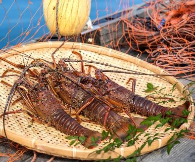 伊勢海老１kg（サイズおまかせ高知県産）※着日指定不可※エビ 甲殻類 海鮮BBQ アウトドア キャンプ お祝い【R00638】
