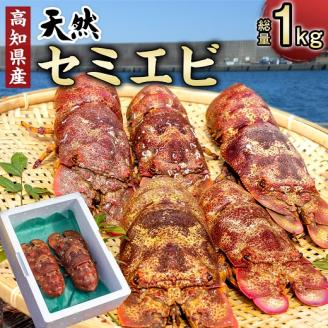 幻の天然セミエビ　約900ｇ～１kg（サイズおまかせ）※着日指定不可※漁師のごちそうをお届け！甲殻類 海老 海鮮BBQ えび エビ せみえび 冷蔵 配送 新鮮 美味しい 希少 高級食材 故郷納税【R00678】
