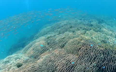 絶景竜串海中公園！ファンダイビング２ボート体験券(Cカード所有者1名用)チケット マリンスポーツ 観光【R01523】