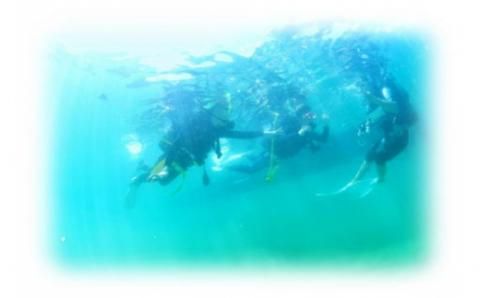 絶景竜串海中公園！ダイビング１ボート体験券（1名分）【初心者歓迎】チケット マリンスポーツ 観光【R01524】