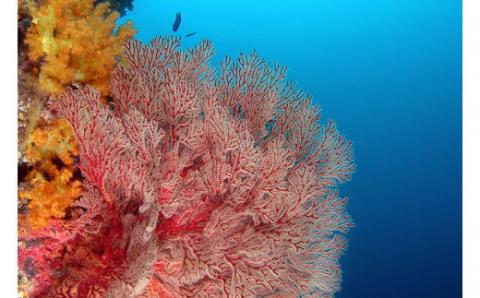 絶景竜串海中公園！ダイビング２ボート体験券（1名分）【初心者歓迎】チケット マリンスポーツ 観光【R01526】