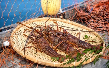 10月中旬以降発送 天然 伊勢海老3.3kg（サイズおまかせ高知県産）※着日指定不可※エビ 甲殻類 海鮮BBQ アウトドア キャンプ お祝い【R01674】