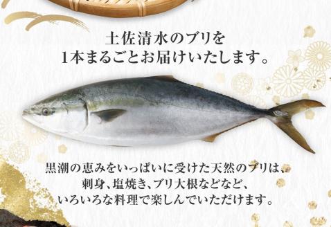 【令和８年３月発送】土佐清水産天然ぶり まるごと１本（5kg～8kg）下処理なし（内臓除去無し）【※着日指定不可※】鮮魚 鰤 ブリ ぶり大根 刺身 ぶりしゃぶ 天然【R00873】
