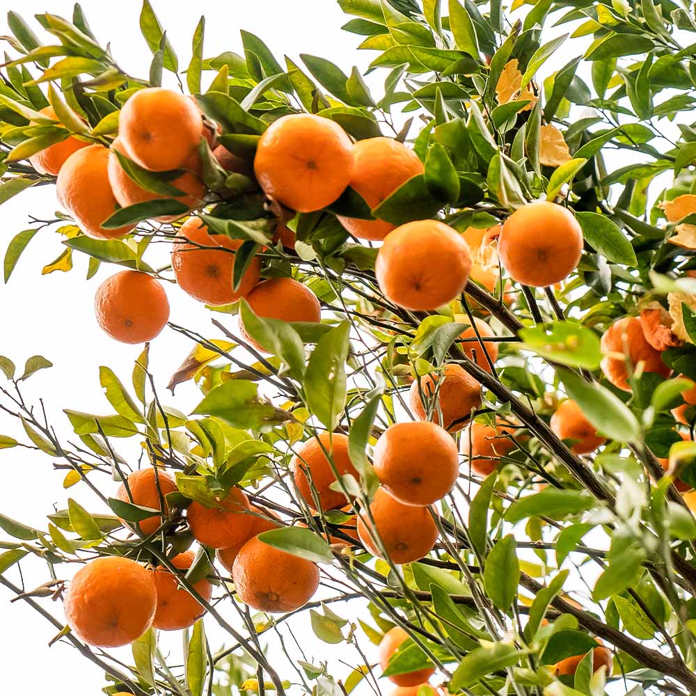 【令和８年発送】＜訳あり＞ ぽんかん20kg（オレンジ園） デコポンの親 みかん ミカン 果物 果実 柑橘 フルーツ ポンカン でこぽん おやつ デザート 甘い 美味しい 家庭用 名物 国産【R01082】