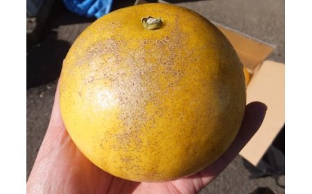 【令和８年発送】＜訳あり＞オレンジ園の土佐文旦10kg 柑橘 フルーツ みかん ザボン ぶんたん 【R01086】