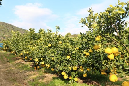 【令和８年発送】オレンジ園の土佐文旦10kg 柑橘 フルーツ みかん ザボン ぶんたん 【R01089】