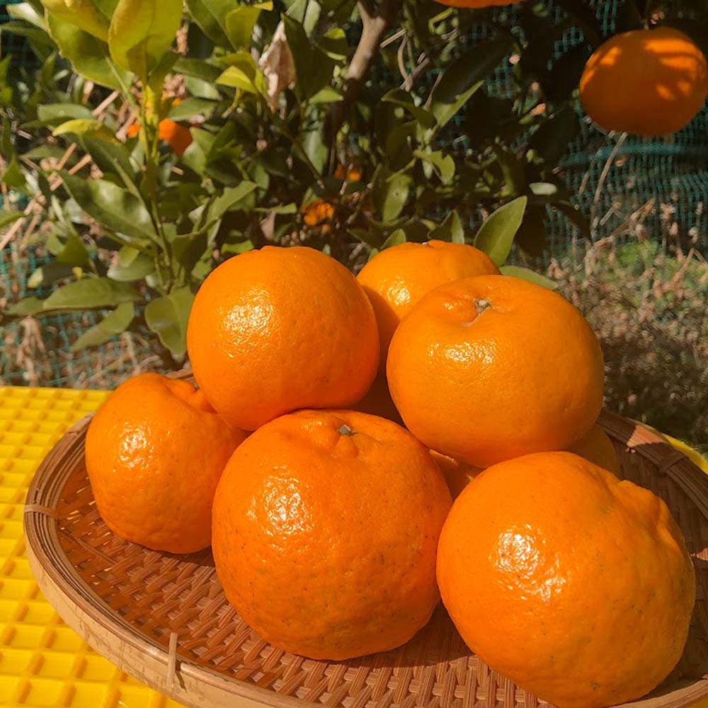 【令和８年発送】内原農園の減農薬栽培 ぽんかん（Lサイズ）5キロ 贈答用 みかん 蜜柑 ミカン 柑橘 かんきつ ポンカン フルーツ オレンジ 果物 くだもの 甘い ジューシー 高知【R01097】