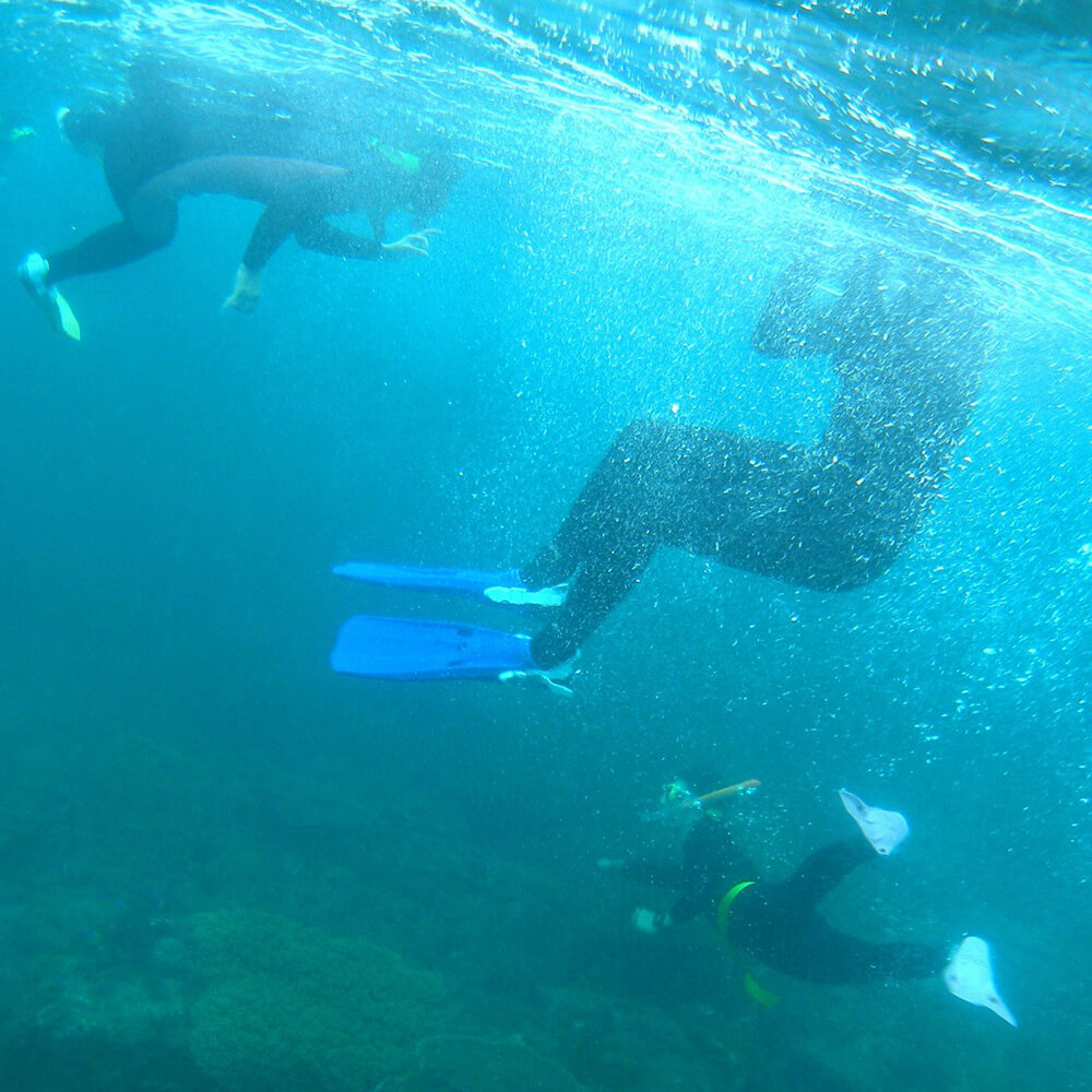サンゴの楽園 高知・竜串 シュノーケリング 体験券（1名分）【初心者歓迎】絶景 海中公園 ツアー チケット マリンスポーツ 観光 高知 夏休み 自然 スーツ道具料一式込み アクティビティ【R01527】
