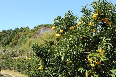 R8.4月中旬以降発送 家庭用だけど家庭用じゃない!? 訳あり 小夏 10kg 日向夏 みかん ミカン 柑橘 フルーツ 果物 果実 こなつ コナツ ニューサマーオレンジ おいしい 美味しい ワケアリ 自宅用 ご家庭用 高知 井村農園【R01493】