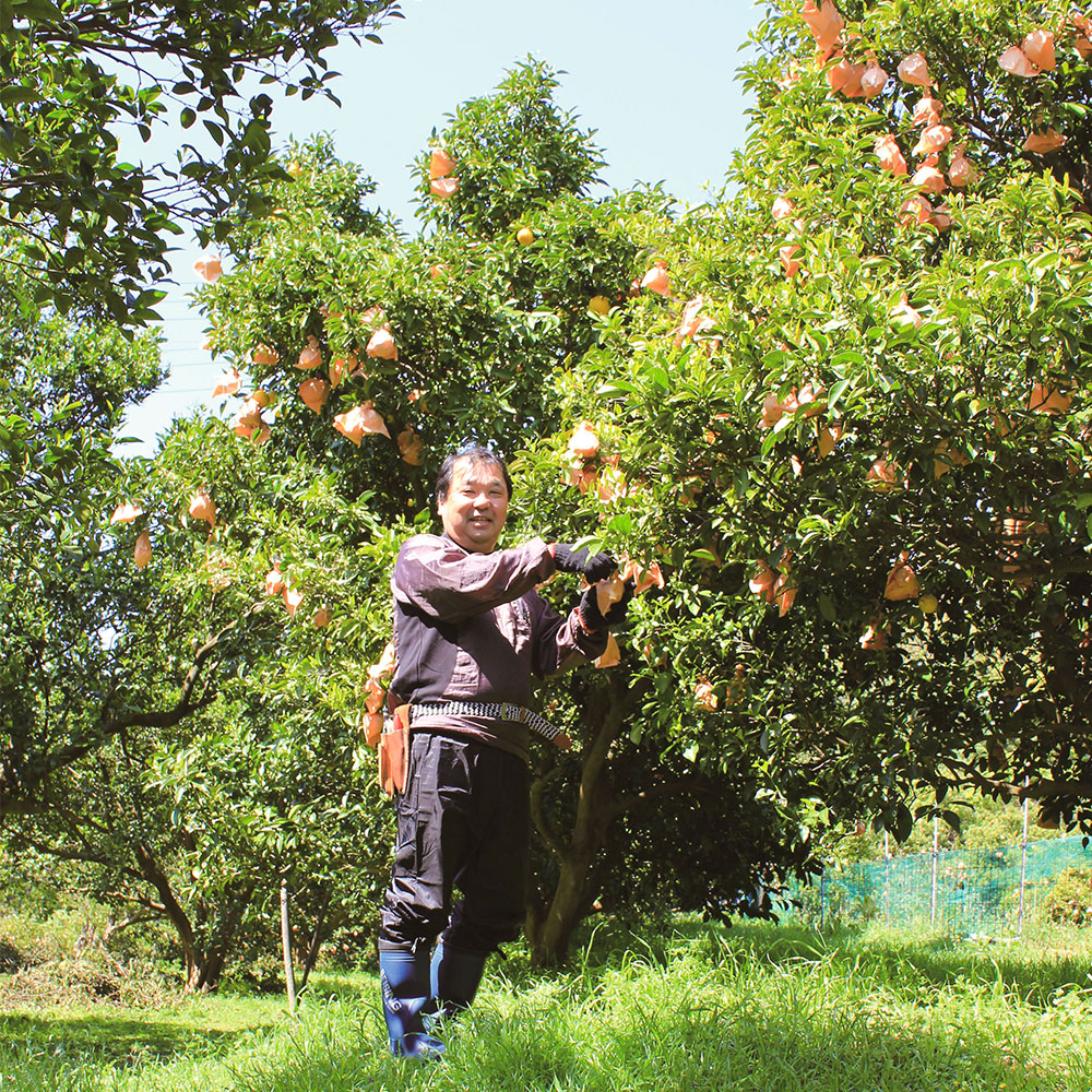 【令和8年発送】【訳あり】ぽんかん10kg（谷川果樹園）デコポンの親  みかん 蜜柑 ミカン 不知火 しらぬい 柑橘 かんきつ ポンカン フルーツ オレンジ 果物 くだもの 果汁 甘い【R01142】