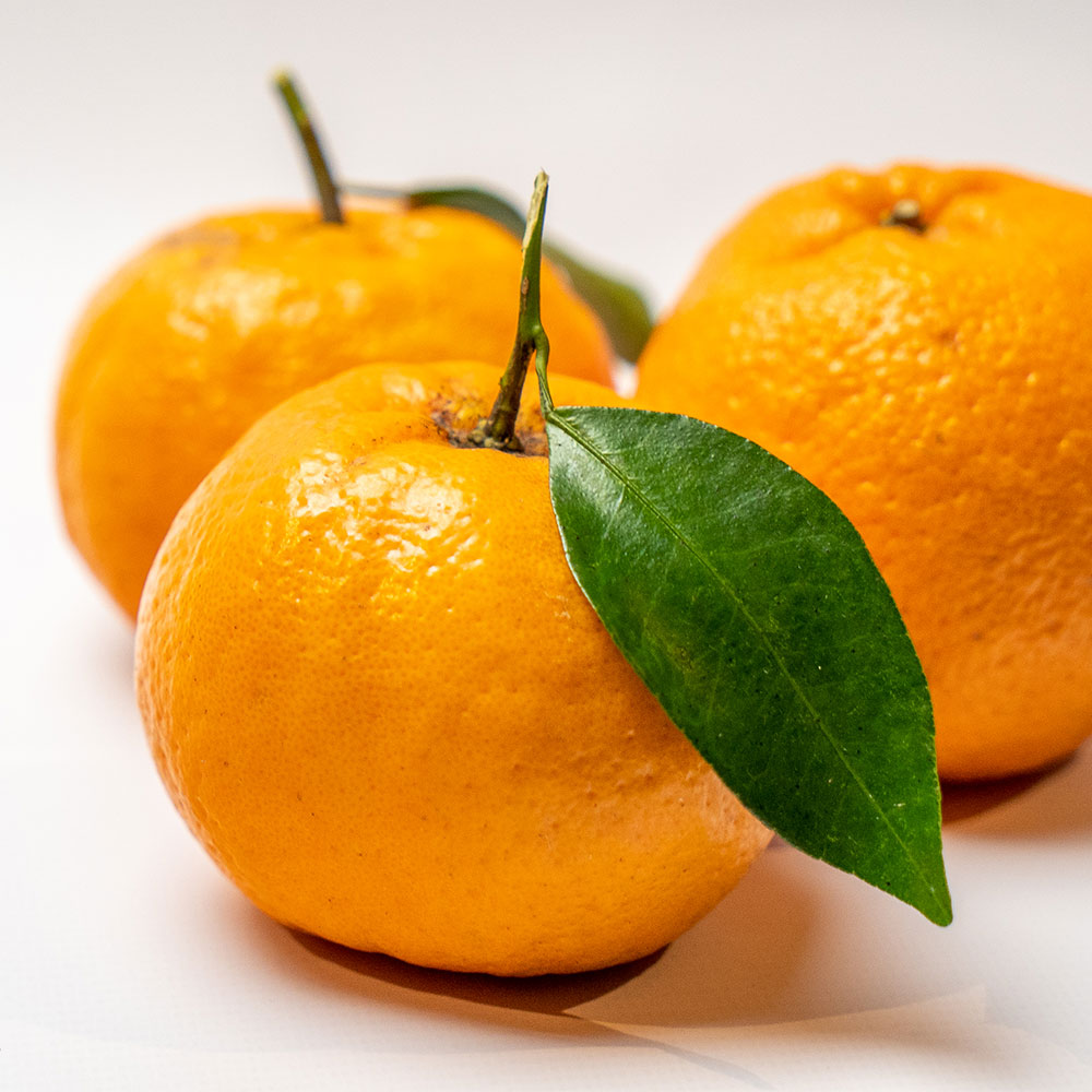 【R8年発送】ぽんかん10kg（谷川果樹園）デコポンの親  みかん 蜜柑 ミカン 不知火 しらぬい 柑橘 かんきつ ポンカン フルーツ オレンジ 果物 くだもの 果汁 甘い【R01144】