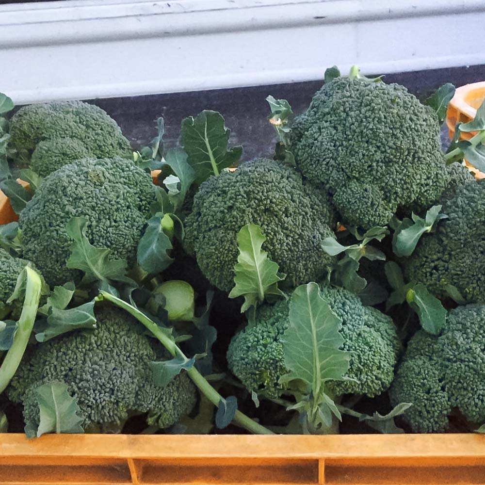 【先行予約：令和8年1月上旬以降順次発送予定】朝採り 土佐のブロッコリー 大玉6個 1.5~1.8kg 農家のオススメ専用レシピ付き やさい 野菜 栄養 タンパク質 健康 ビタミンC おかず お弁当 サラダ 料理 冷蔵 配送 国産【R01210】