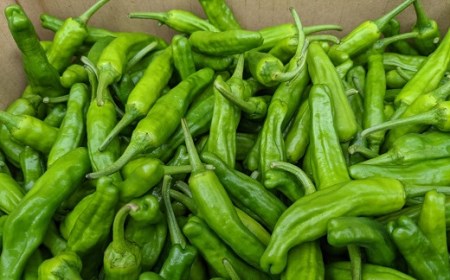 <先行受付> 訳あり土佐のししとう１kg（サイズ混合）野菜炒め 天ぷら 夏野菜 【R01329】