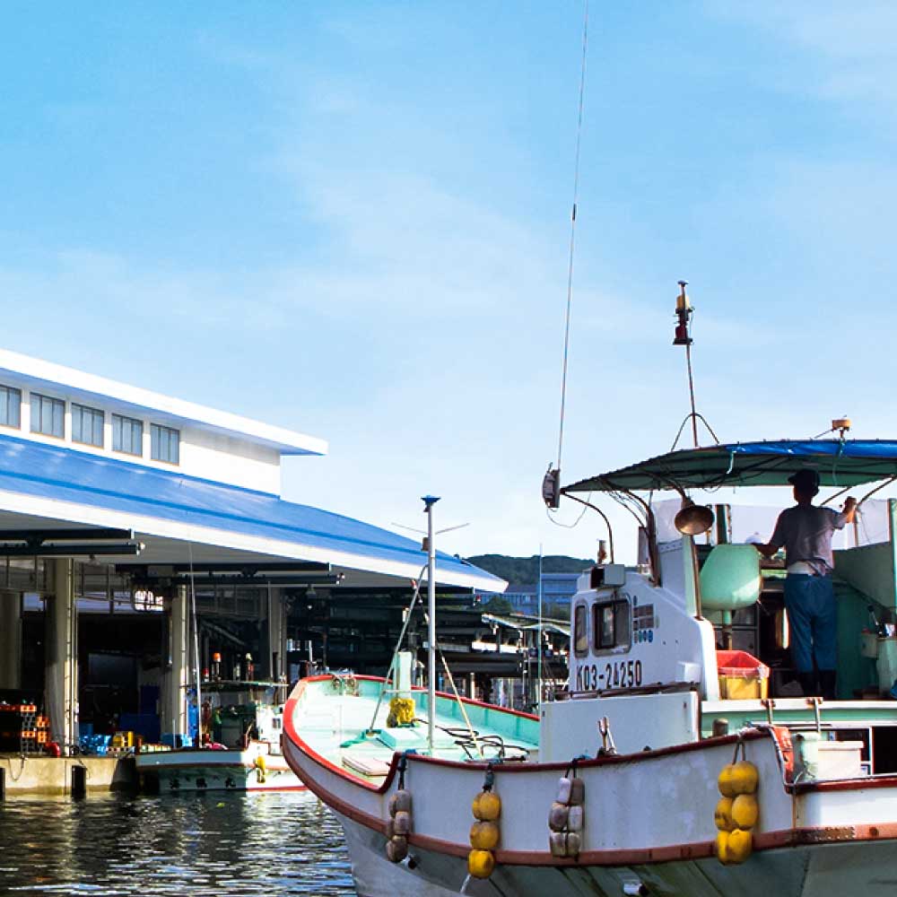下処理済 おまかせ鮮魚フィレ(かつお、ぶり、かんぱち、ネイリ、鯛、ひらめ、ハガツオなど) 1~2種 約500g(2~3人前) 加工済み 魚 海鮮 シーフード 詰め合わせ 魚介 刺身【R01340】