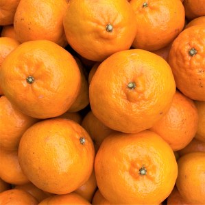 【令和8年　1月下旬より発送】<訳あり> ぽんかん   5kg 高糖度 みかん 柑橘 高知 土佐清水 甘い ジューシー 完熟 フルーツ 果物 ビタミンC 旬 M～2Lサイズ 減農薬 産直 季節限定 家庭用 自宅用【R01343】