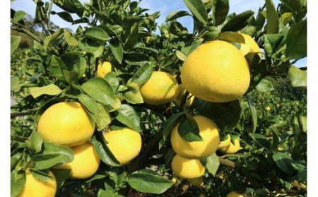 【R8年発送】＜訳あり＞早川農園の土佐文旦（５kg） 柑橘 フルーツ みかん ザボン ぶんたん ブンタン 果実 果物 くだもの フルーツ デザート 柑橘類 おやつ わけあり 家庭用 【R01372】