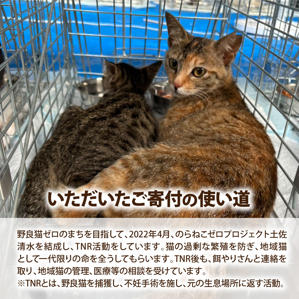 のらねこゼロプロジェクト 一口 50,000円（15,000円分）返礼品なし 保護猫 ネコ 猫 ねこ 動物 保護 愛護 TNR活動応援 支援 寄付 殺処分ゼロ クラウンドファンディング クラファン【R01385】