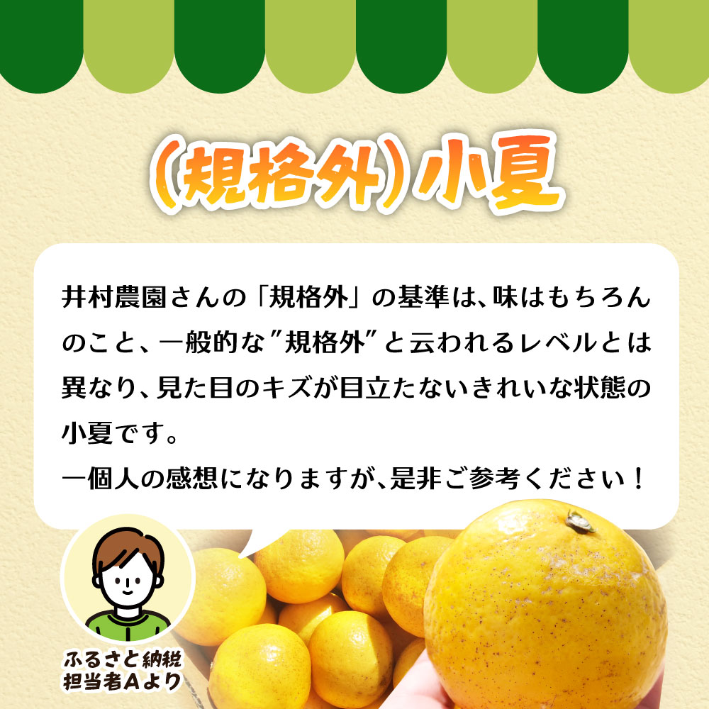 R8.4月中旬以降発送 規格外だけど規格外じゃない!? 訳あり 小夏 ５kg 日向夏 みかん ミカン 柑橘 フルーツ 果物 果実 こなつ コナツ ﾆｭｰｻﾏｰｵﾚﾝｼﾞ おいしい 美味しい ワケアリ 自宅用 ご家庭用 高知県 井村農園【R01487】