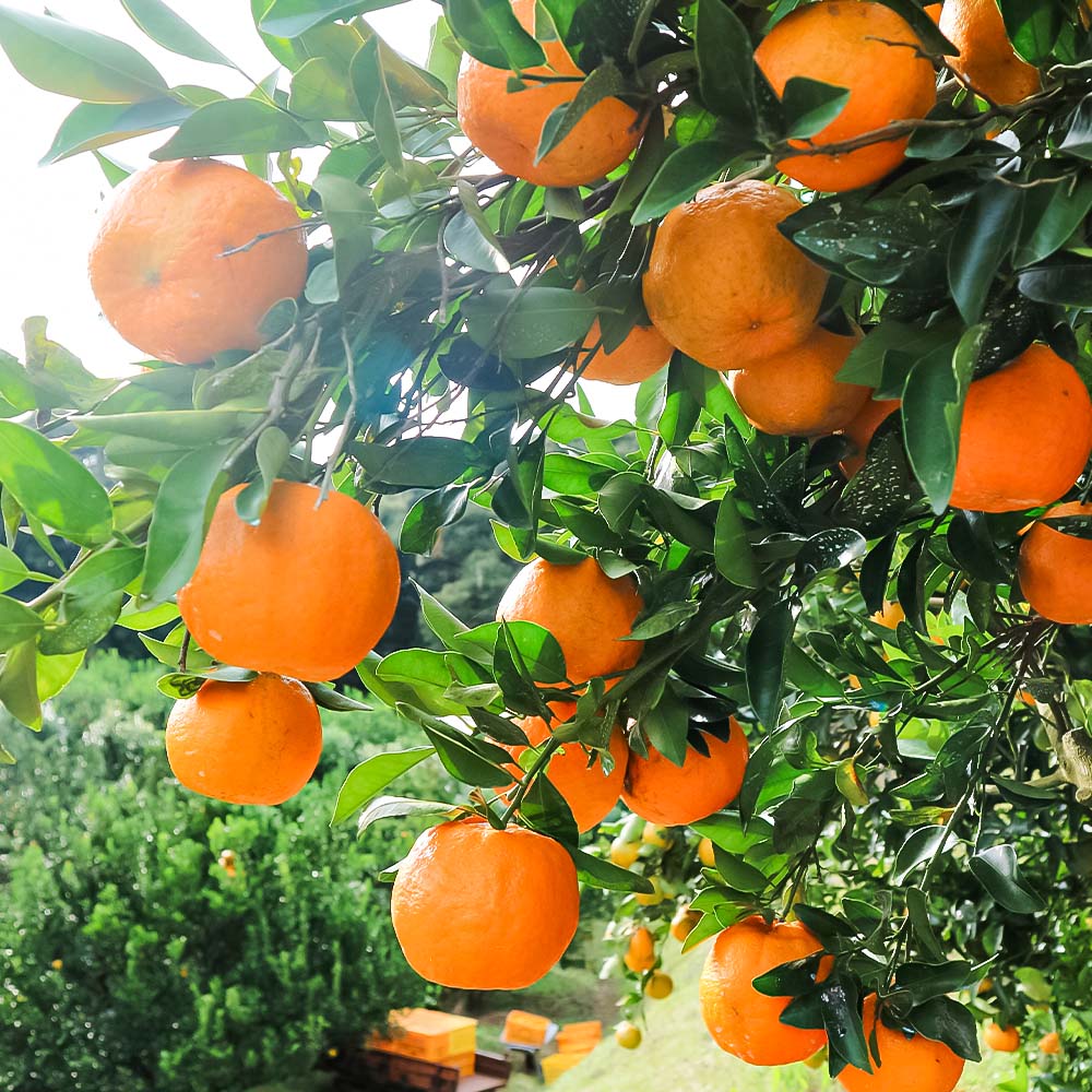 R8.1月発送 オレンジ園のぽんかん３kg  デコポンの親 みかん ミカン 果物 果実 3キロ 柑橘 フルーツ ポンカン おやつ デザート 甘い 美味しい 完熟 ギフト 贈答 名物 国産【R01498】