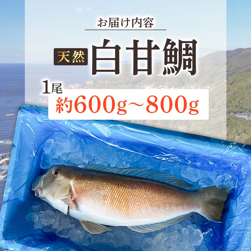 天然 白甘鯛 1尾（約600g～800g）※下処理なし・指定日不可※ 希少 高級魚 白アマダイ あまだい タイ 鯛 刺身 お刺身 刺し身 丸ごと 1本 １尾 お造り 冷蔵 高知【R01545】