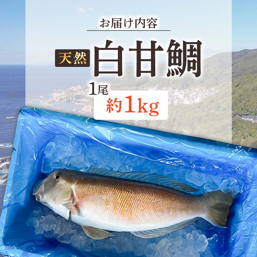 天然 白甘鯛 1尾（約1kg）※下処理なし・指定日不可※ 希少 高級魚 白アマダイ あまだい タイ 鯛 刺身 お刺身 刺し身 丸ごと 1本 １尾 お造り 冷蔵 高知【R01546】