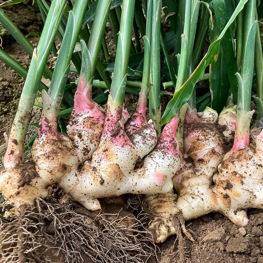 【先行受付】新生姜 4kg 水洗いのみ 生姜 生姜湯 ジンジャー しょうが ショウガ 4キロ 野菜 旬 季節限定 佃煮 甘酢漬け ジンジャーエール サラダ 新鮮 温まる 温活 冷え対策 国産 高知県 土佐清水市 高知【R01554】