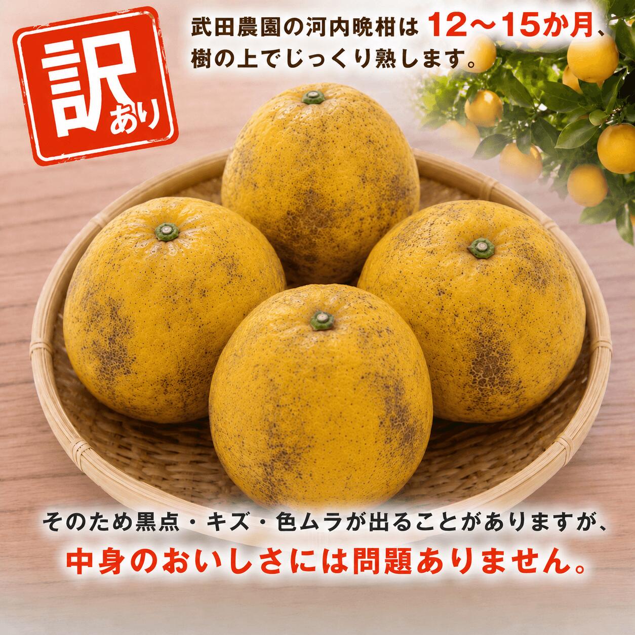 訳あり 河内晩柑 5kg サイズミックス 晩柑 かわちばんかん 柑橘 和製 グレープフルーツ 国産 みかん 果物 果実 フルーツ 特産品 有名 みかん職人武田屋 おいしい ビタミン 傷あり 家庭用 減農薬【R01616】