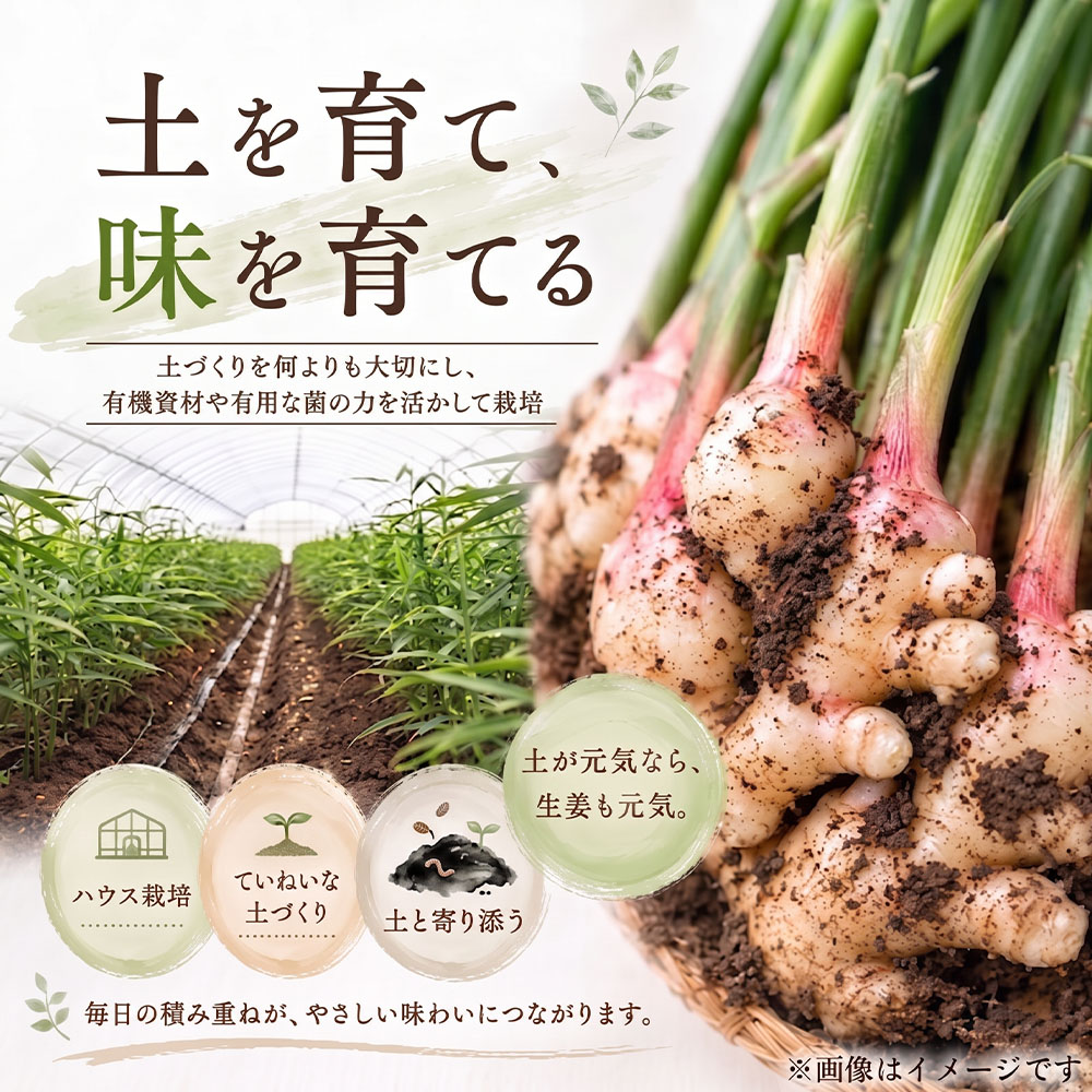 新生姜 8kg（4kg×2箱）水洗いのみ 生姜 生姜湯 ジンジャー しょうが ショウガ 8キロ 野菜 旬 季節限定 佃煮 甘酢漬け ジンジャーエール サラダ 新鮮 温まる 温活 冷え対策 国産 高知県 土佐清水市 送料無料【R01776】