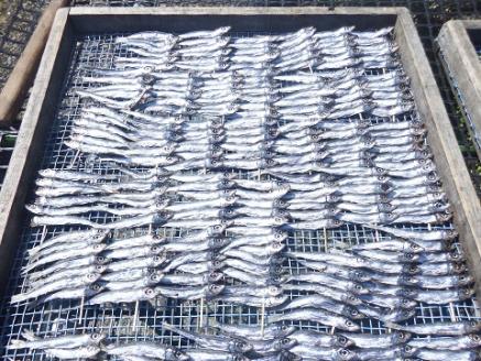 【5回定期便】岡本水産加工のちりめんじゃこ2種と干物2種セット　冷凍便 シラス 無添加 釜揚げ しらす丼 ちりめん丼【J00029】