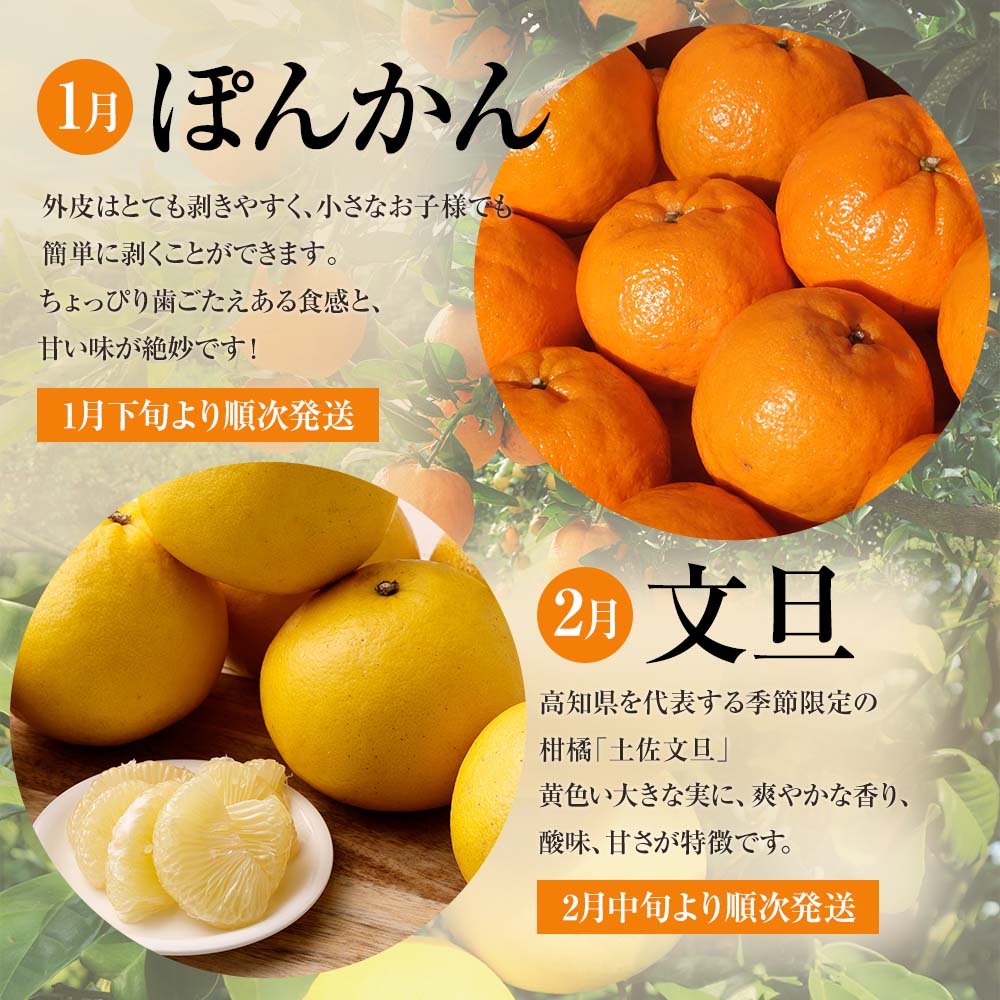 【令和８年発送】 オレンジ園の柑橘3種（ぽんかん・文旦・小夏）各10kg 3回定期便 ポンカン ぶんたん こなつ 果物 蜜柑 みかん ミカン 柑橘 フルーツ デザート 国産 常温 配送【J00105】