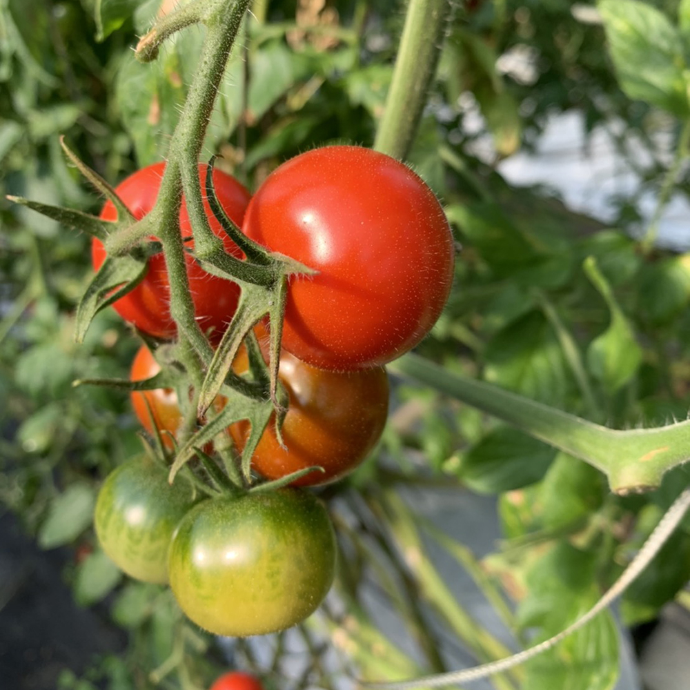 完熟フルティカトマト1kg（中玉サイズ）3回定期便 秋 10月/11月/12月にお届け 天然地下水使用  完熟ミディトマト とまと 1000g 1キロ 野菜 サラダ 料理 美味しい ギフト 国産 高知県 土佐清水市【J00222】