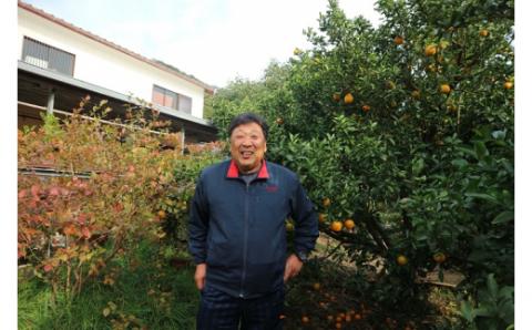 【R8年発送】早川農園のぽんかん（３kg） デコポンの親 みかん 柑橘 果実 果物 ポンカン ぽんかん くだもの フルーツ デザート スイーツ 柑橘類 おやつ 3キロ 3kg 美味しい【R00095】