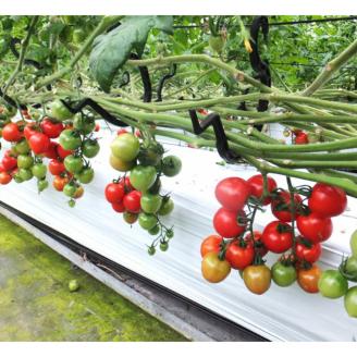 完熟フルティカトマト１kg（中玉サイズ）天然地下水使用 　甘熟ミディトマト フルーツトマト とまと 1000g 1キロ 野菜 サラダ 料理 ギフト 国産 高知県 土佐清水市【R00130】