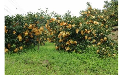 【先行予約】早川農園の足摺小夏（３kg） 日向夏 みかん ミカン 果物 果実 柑橘 フルーツ こなつ ﾆｭｰｻﾏｰｵﾚﾝｼﾞ デザート 美味しい ギフト 贈答 国産 10000円 1万円【R00191】