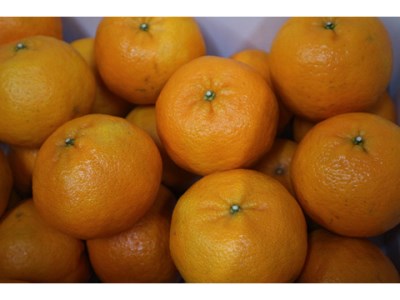 【R8年発送】早川農園のぽんかん（５kg）5キロ  デコポンの親 みかん ミカン 果物 果実 柑橘 フルーツ ポンカン おやつ デザート 甘い 美味しい ギフト 贈答 名物 国産【R00213】