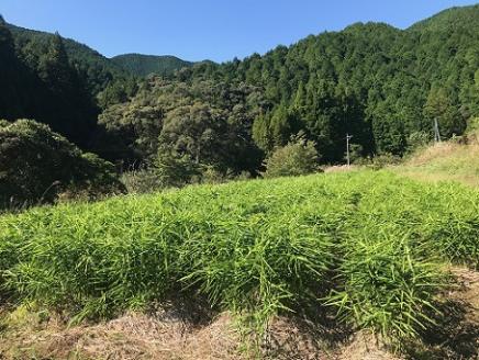 自然農 新生姜１kg（自然のままの土付き）皮まで食べられる 甘酢漬け ガリ ショウガ【R00216】