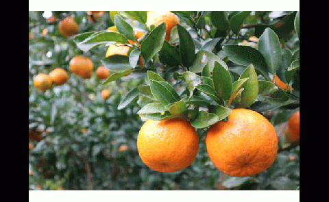 R8.1月下旬発送 ご贈答◎ ギフト◎ 完熟 足摺ぽんかん 5kg デコポンの親 みかん 柑橘 果物 果実 ミカン ぽんかん ポンカン フルーツ おやつ デザート 5キロ 美味しい おいしい 井村農園【R01489】