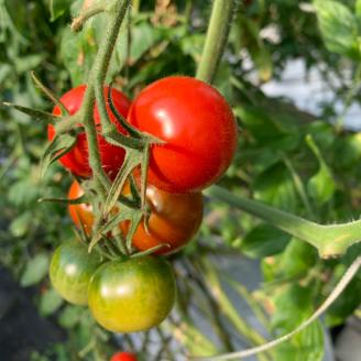 完熟フルティカトマト2kg（中玉サイズ）天然地下水使用 　 甘熟ミディトマト フルーツトマト とまと 2000g 2キロ 野菜 サラダ 料理 ギフト 国産 高知県 土佐清水市【R00286】