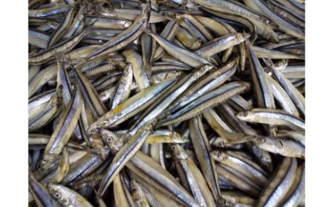 きびなごの南蛮漬け（330g～340g）×３袋 魚介 冷凍おかず惣菜 レトルト食品 おつまみ お酒 ビール おかず 副菜 お弁当 グルメ 美味しい 簡単 調理 時短 ギフト プレゼント【R00322】