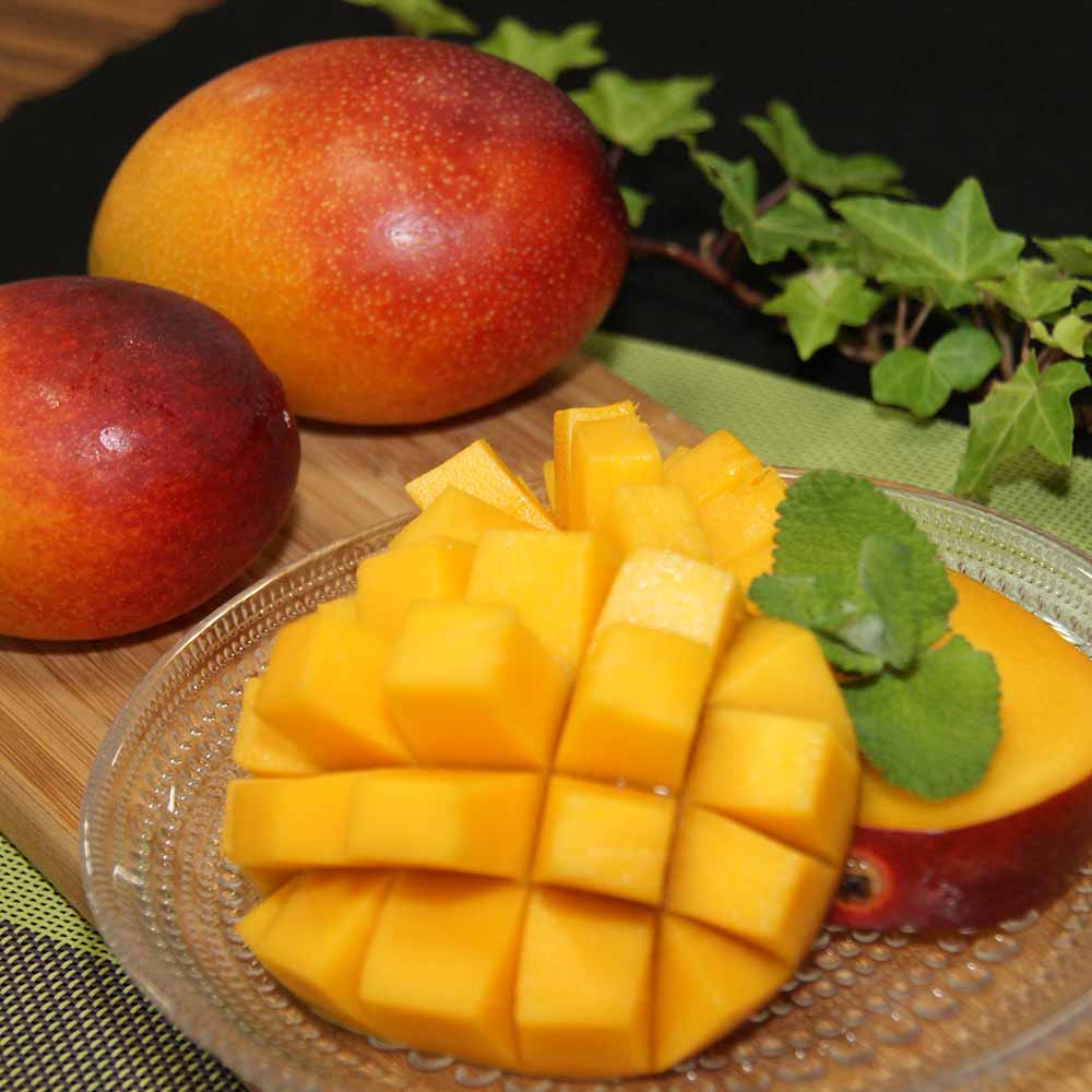 令和8年発送  完熟アップルマンゴー１kg（２個～４個入り）アーウィン種 南国フルーツ 果物 果汁 濃厚  樹上完熟マンゴー ギフト プレゼント 送料無料【R00520】