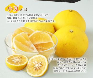 【先行予約】 早川農園の足摺小夏（10kg）日向夏 みかん ニューサマーオレンジ  柑橘 フルーツ こなつ 小夏 果物 特産 10キロ S～Lサイズ混合 美味しい 高知 【R00601】