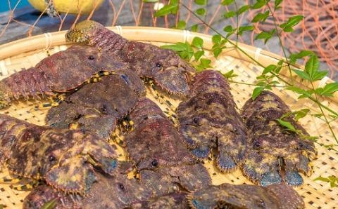 幻の天然ゾウリエビ１kg（サイズおまかせ）※着日指定不可※タビエビ 甲殻類 海老 地元ですら流通しない希少セミエビ科 　高知県産 エビ ゾウリエビ 冷蔵 配送 賞味期限が短い 新鮮 美味しい 希少 故郷納税【R00620】 