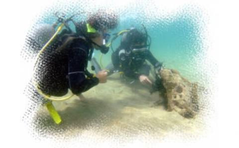 絶景竜串海中公園！ダイビング１ボート体験券（1名分）【初心者歓迎】チケット マリンスポーツ 観光【R01524】