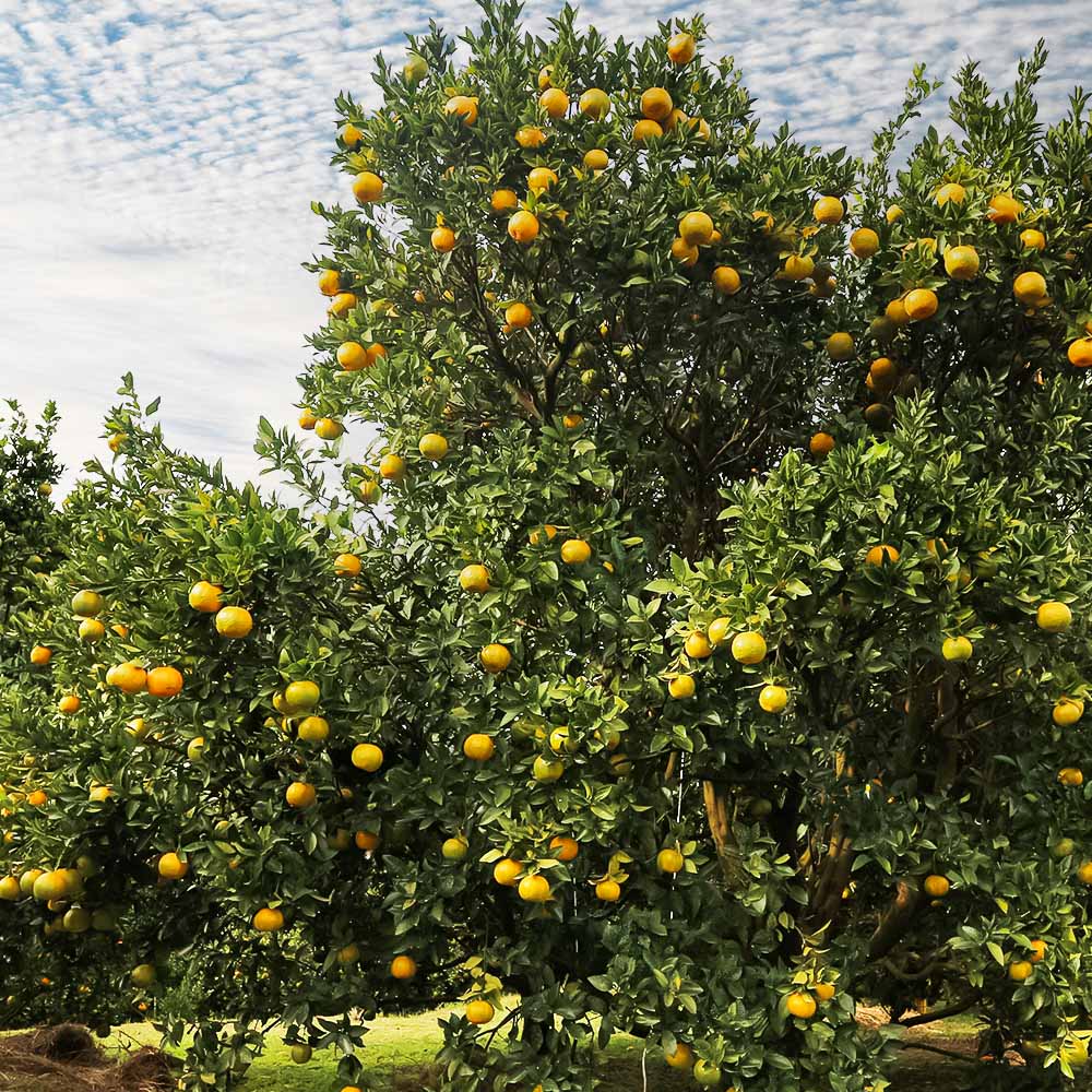【令和８年発送】＜訳あり＞ぽんかん10kg（オレンジ園）10キロ  デコポンの親 みかん ミカン 果物 果実 柑橘 フルーツ おやつ デザート ジューシー 甘い 美味しい 健康 家庭用 国産【R01081】