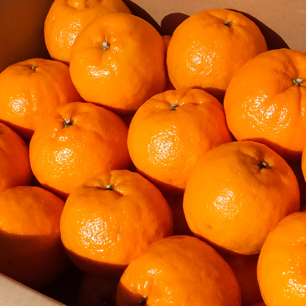 【令和８年発送】オレンジ園のぽんかん５kg  デコポンの親 みかん ミカン 果物 果実 5キロ 柑橘 フルーツ ポンカン おやつ デザート 甘い 美味しい 完熟 ギフト 贈答 名物 国産【R01083】