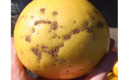 【令和８年発送】＜訳あり＞オレンジ園の土佐文旦10kg 柑橘 フルーツ みかん ザボン ぶんたん 【R01086】