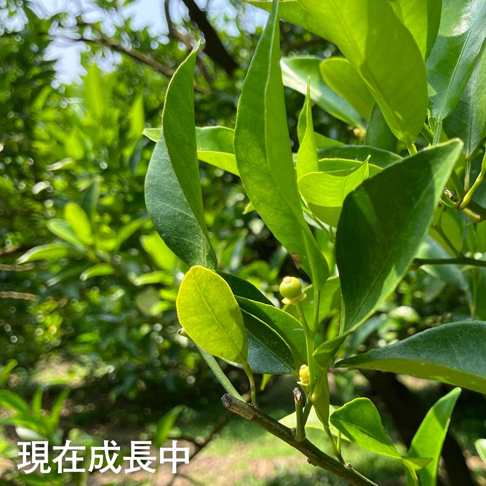 【令和８年発送】内原農園の減農薬栽培 ぽんかん（Lサイズ）5キロ 贈答用 みかん 蜜柑 ミカン 柑橘 かんきつ ポンカン フルーツ オレンジ 果物 くだもの 甘い ジューシー 高知【R01097】