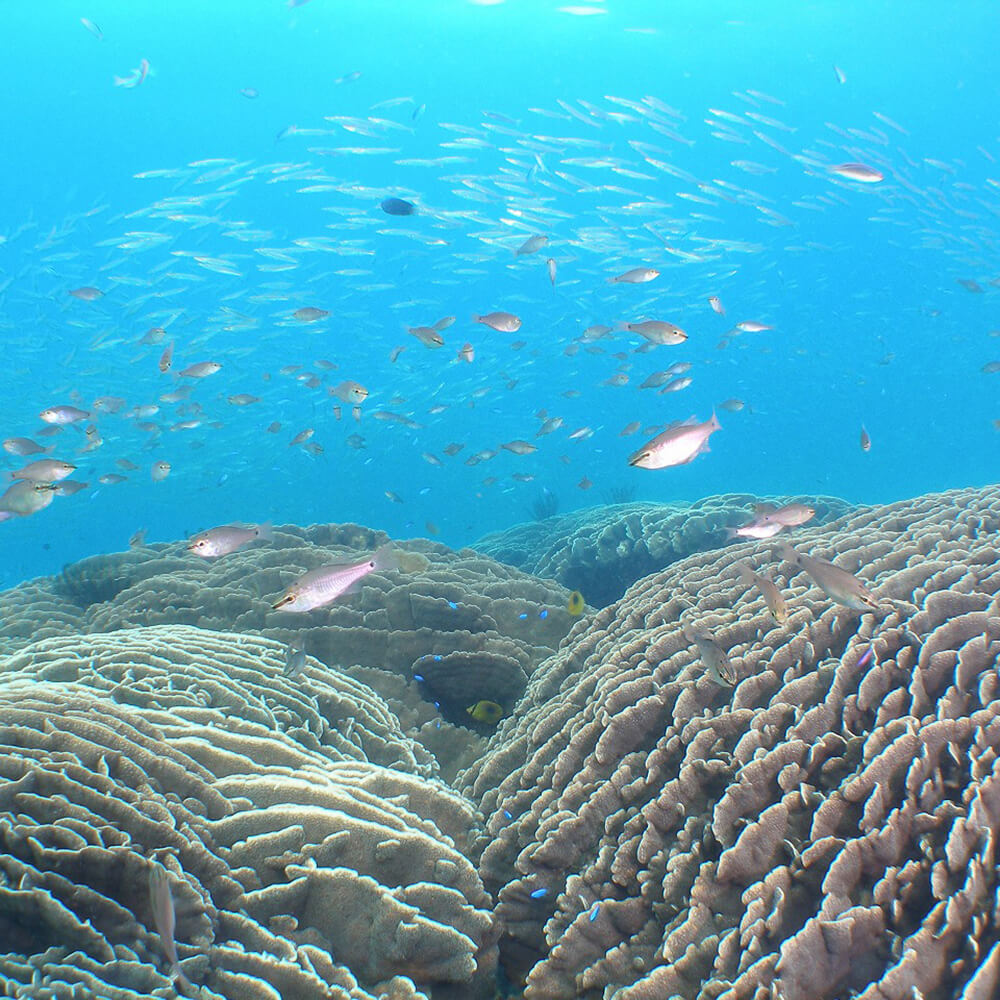 サンゴの楽園 高知・竜串 シュノーケリング 体験券（1名分）【初心者歓迎】絶景 海中公園 ツアー チケット マリンスポーツ 観光 高知 夏休み 自然 スーツ道具料一式込み アクティビティ【R01527】