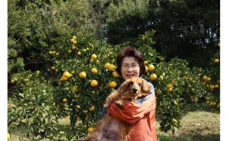 R8.4月中旬以降発送 ご贈答◎ ギフト◎ 小夏 10kg 10キロ 日向夏 みかん ミカン 柑橘 フルーツ こなつ コナツ ﾆｭｰｻﾏｰｵﾚﾝｼﾞ おやつ デザート 美味しい おいしい 国産 プレゼント 井村農園【R01491】