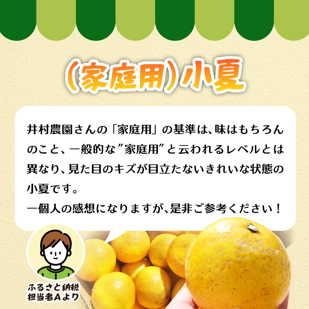 R8.4月中旬以降発送 家庭用だけど家庭用じゃない!? 訳あり 小夏 10kg 日向夏 みかん ミカン 柑橘 フルーツ 果物 果実 こなつ コナツ ニューサマーオレンジ おいしい 美味しい ワケアリ 自宅用 ご家庭用 高知 井村農園【R01493】